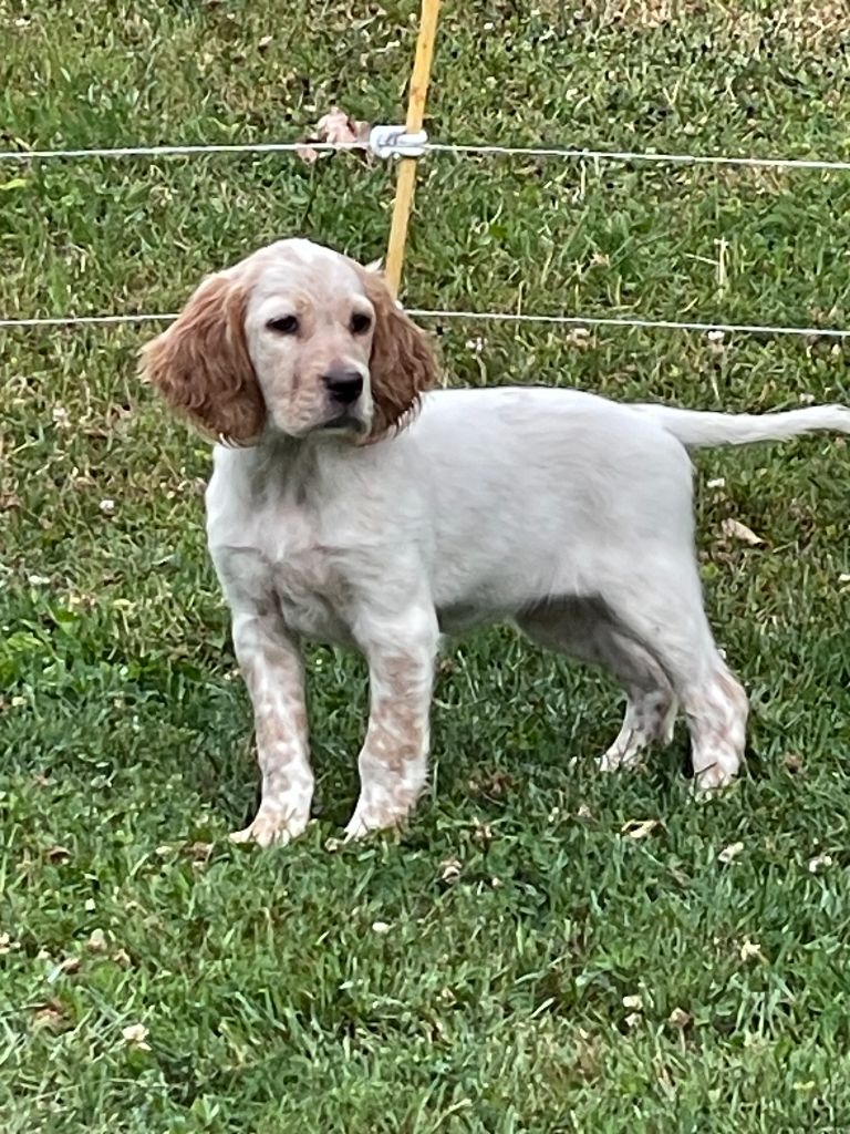 Des Sentiers De La Parot - Chiots disponibles - Setter Anglais