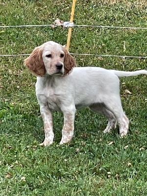 CHIOT 4