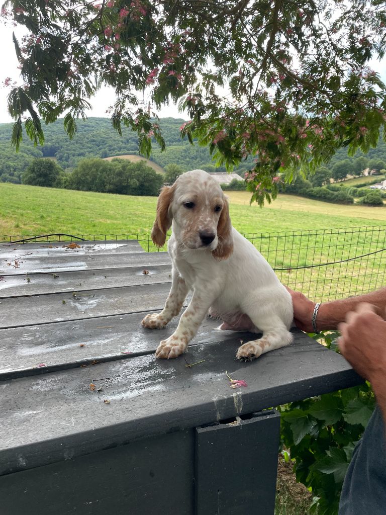 Des Sentiers De La Parot - Chiots disponibles - Setter Anglais